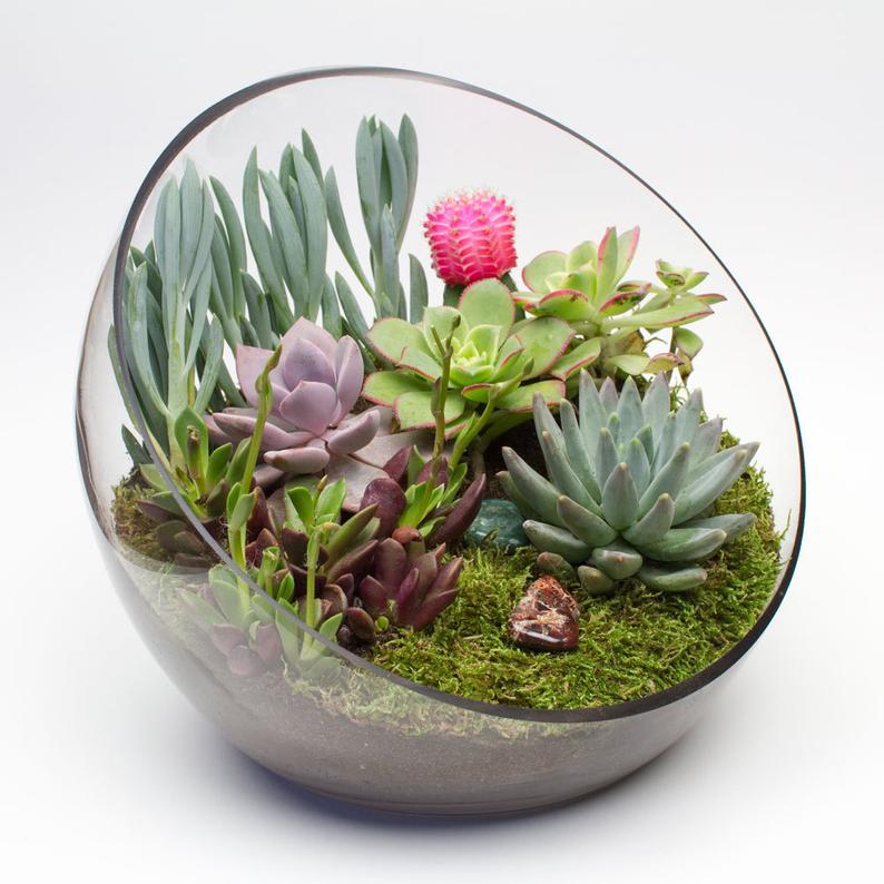 Diy Terrarium Arrangements