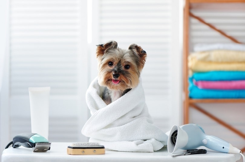 Pet dog grooming